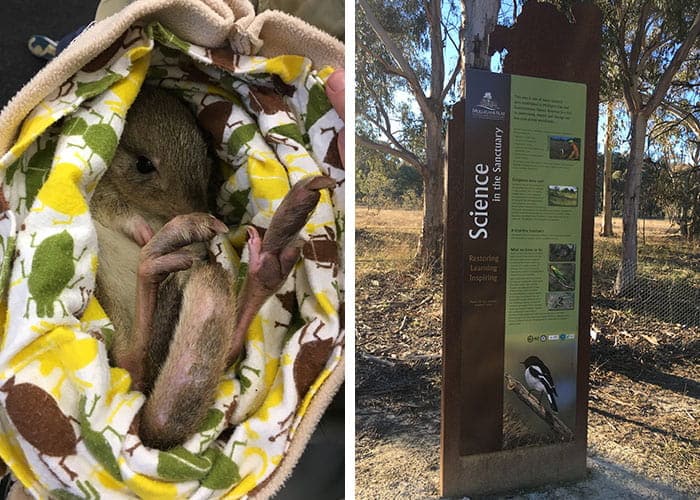 2 images one with marsupial and another with sign