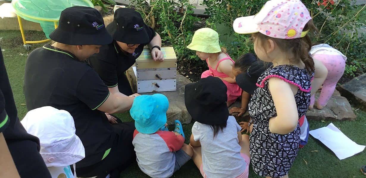 Native bees at Guardian Underwood