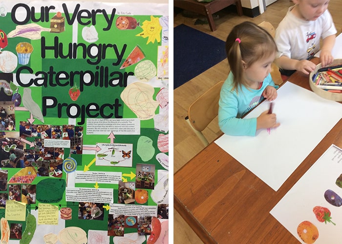 Our Very Hungry Caterpillar Project - What Caterpillars Eat