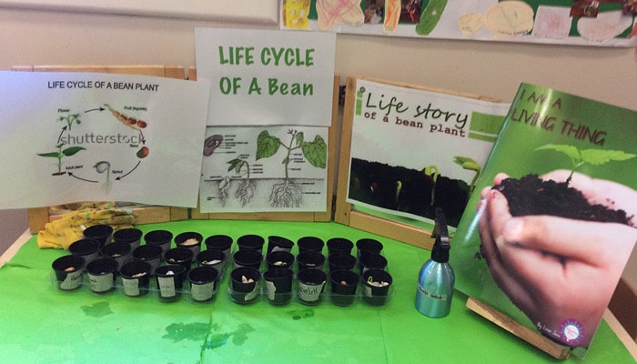 Life cycle of a bean display