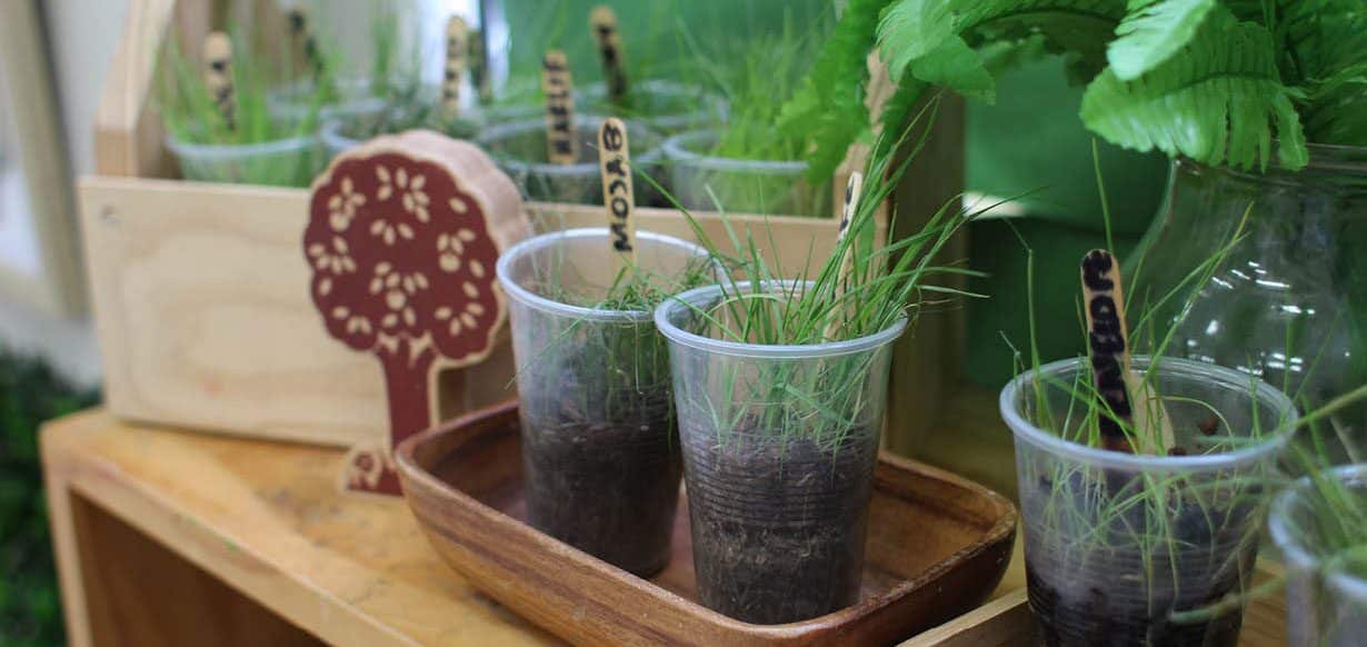 herbs growing at Lemon Tree childcare