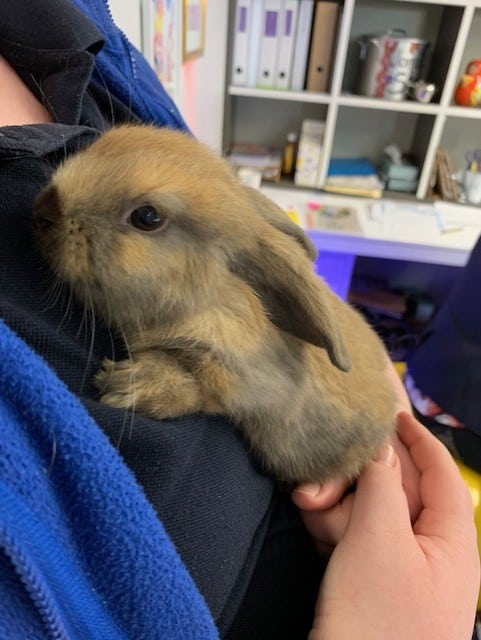 pet rabbit Percy being held by Educator