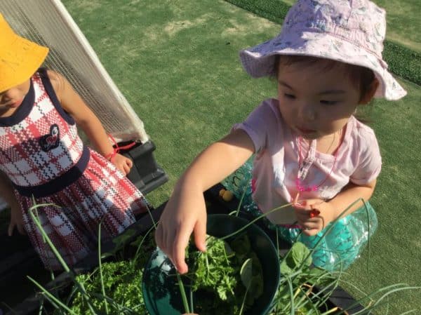 Child watering veggie garden