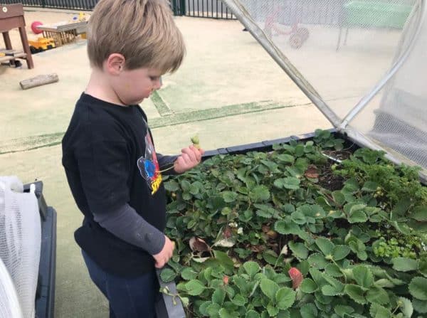 Young child holds a strawberry in vegetable garden