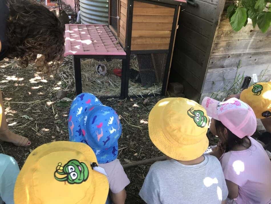 children gathered around animal enclosure at transition to school program