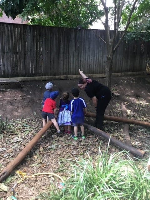 children and educator looking at tawny frogmouth