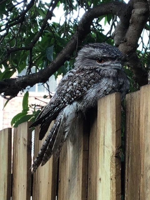 clayfield tawny frogmouth