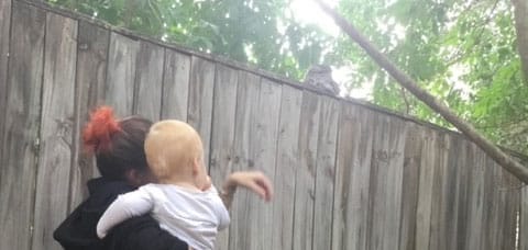 educator holding baby looking at tawny frogmouth